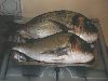 Cliquez ici pour voir l'image (daurades 2kg-2kg800.jpg)